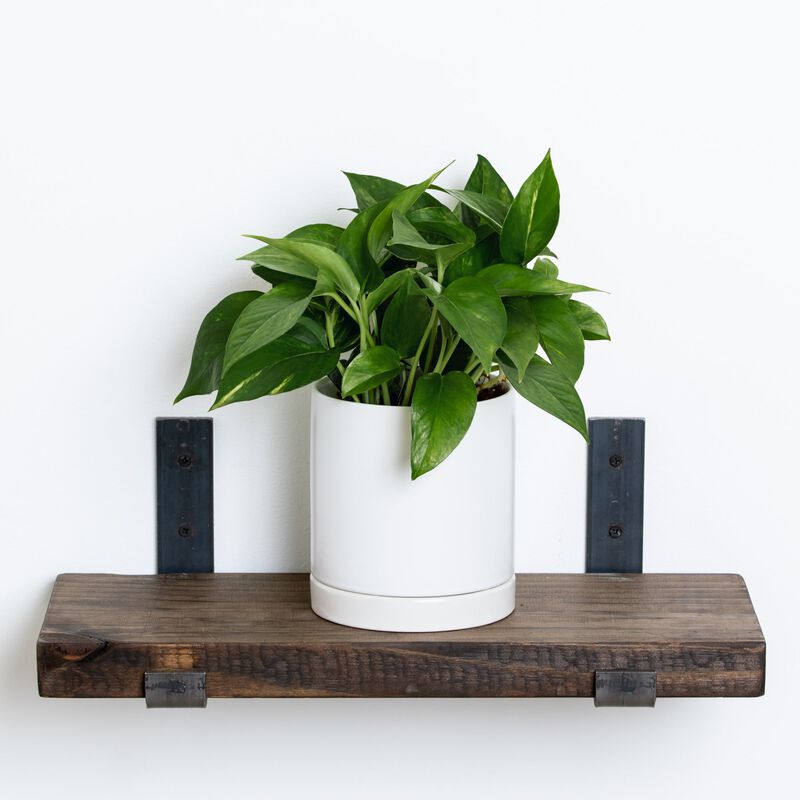 Pothos Plant image number null