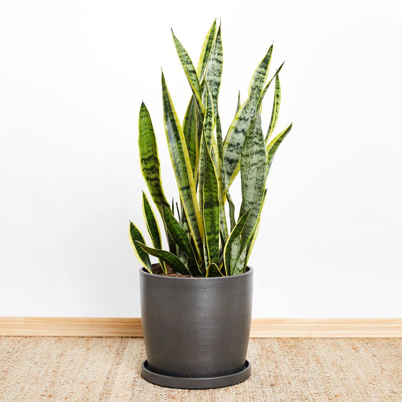 Snake Plant image number null