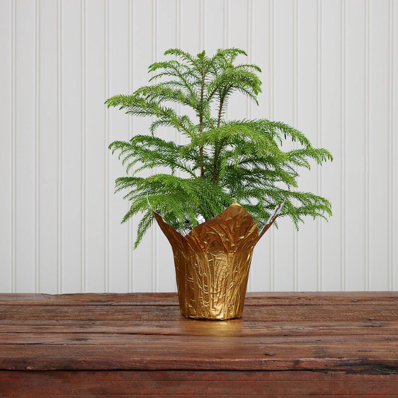 Norfolk Island Pine Plant (7" / Grower Pot) image number null