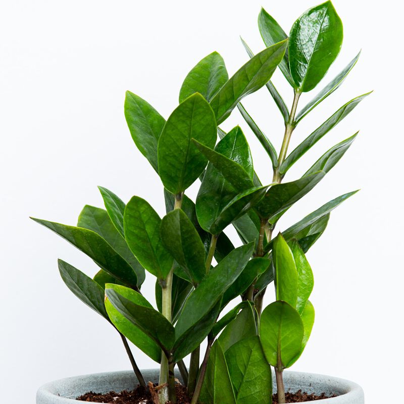 ZZ Plant image number null