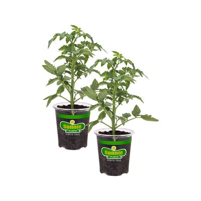 Bonnie Plants Better Boy Tomato 2pack