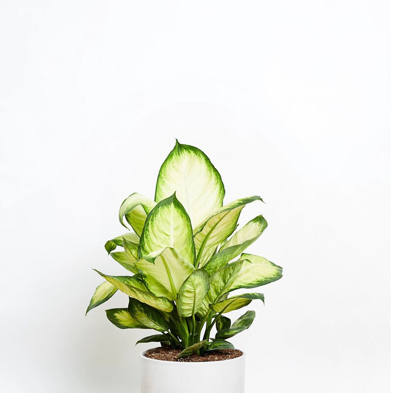 Dieffenbachia Plant image number null