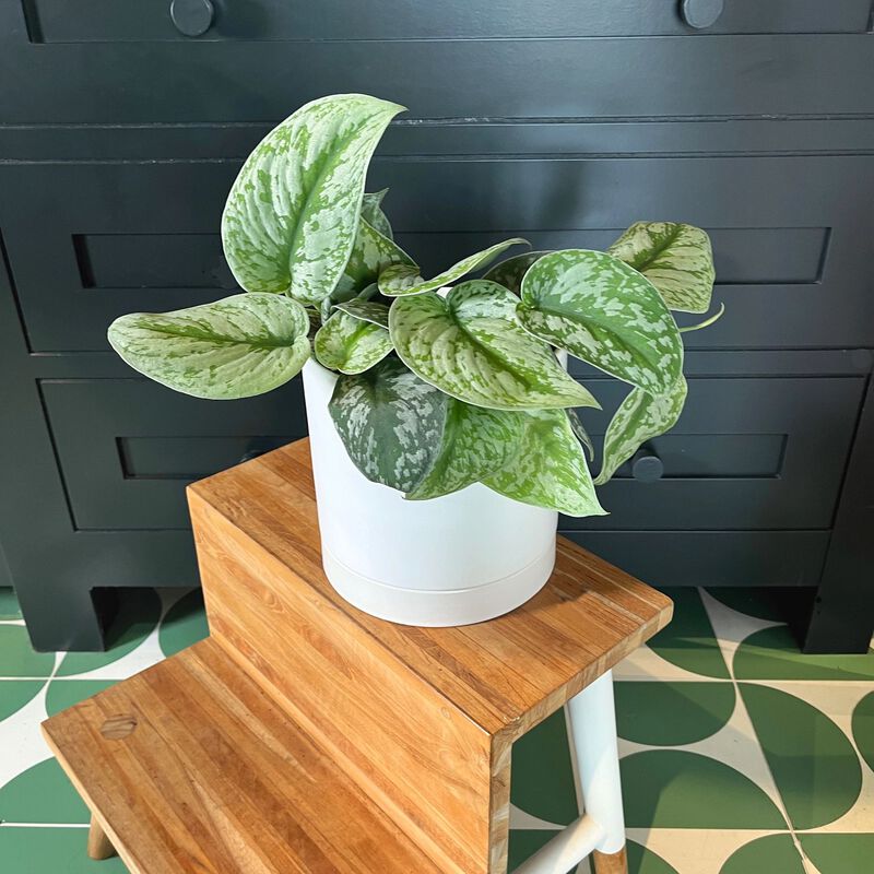 Silver Satin Pothos Plant Scindapsus pictus image number null