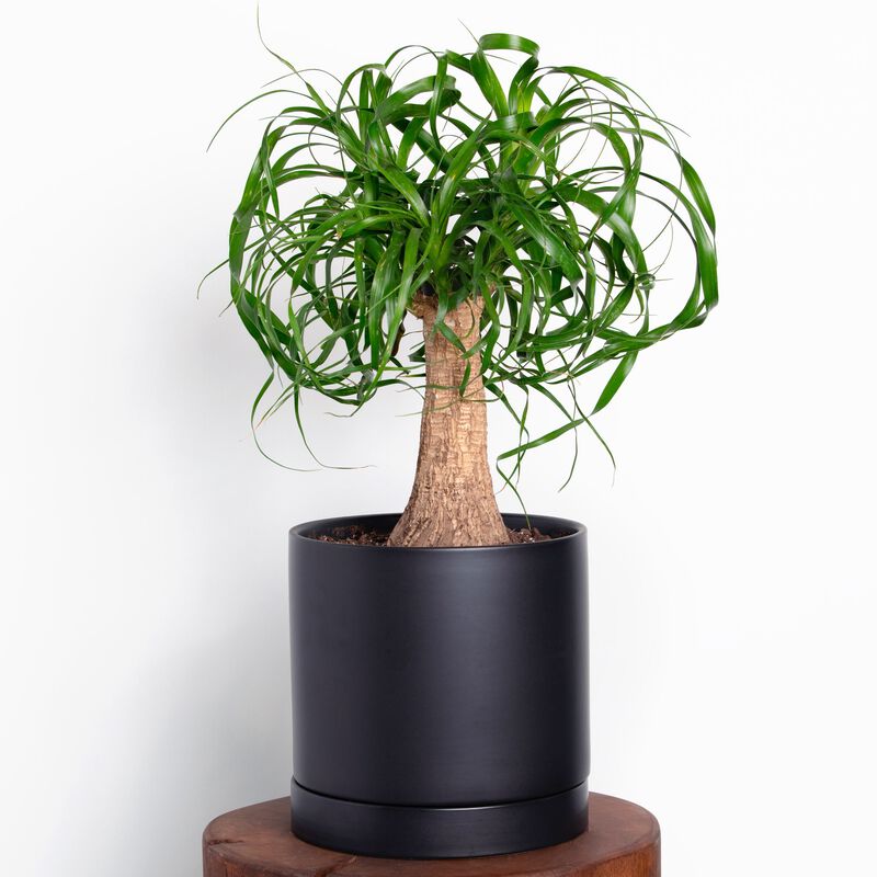 Ponytail Palm Plant image number null