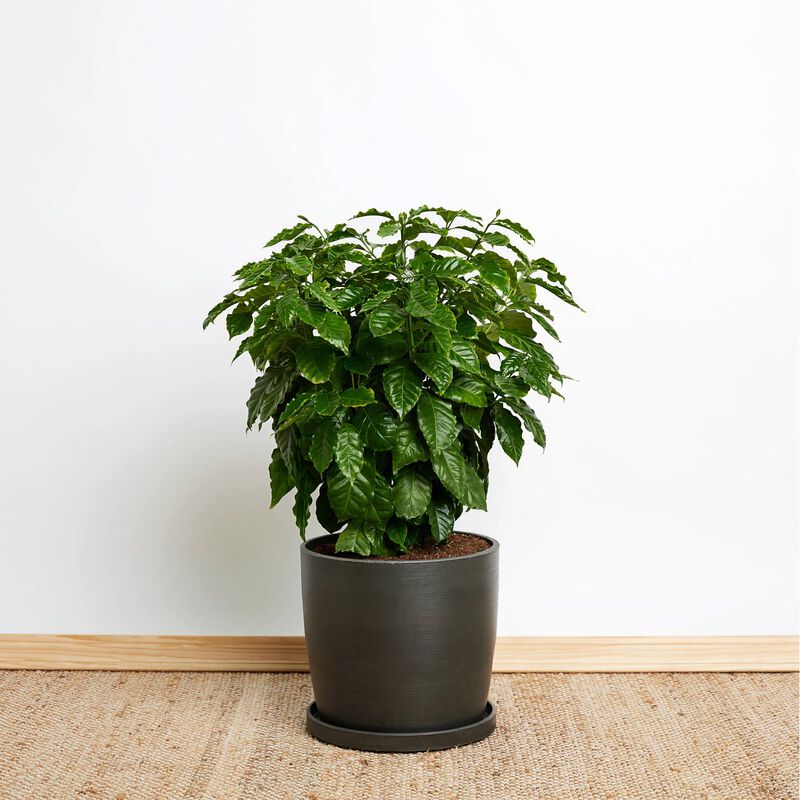 Coffee Plant image number null