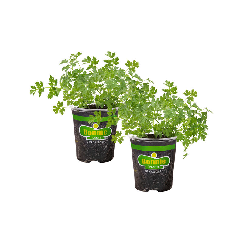 Bonnie Plants Flat Italian Parsley 2pack image number null