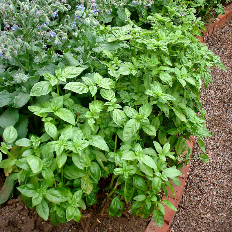 Bonnie Plants Sweet Basil 2pack image number null