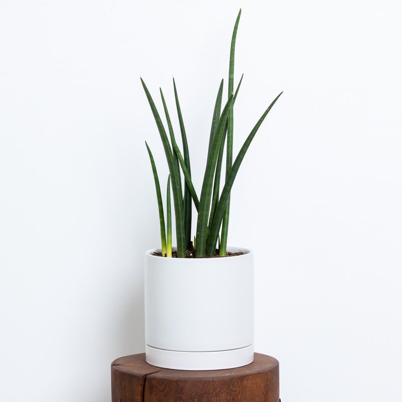 Round Tail Snake Plant image number null