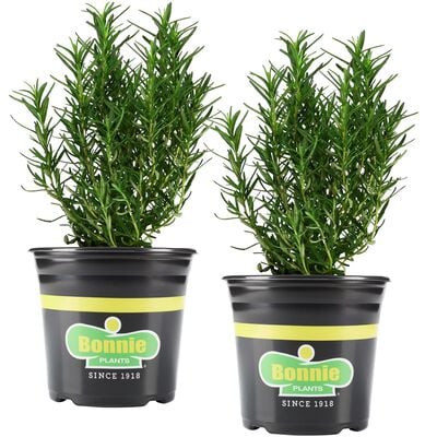 Bonnie Plants Rosemary 2pack