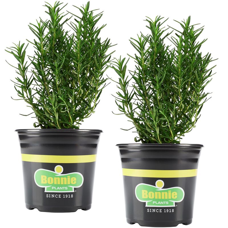 Bonnie Plants Rosemary 2pack image number null