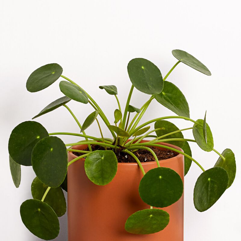 Pilea Plant image number null