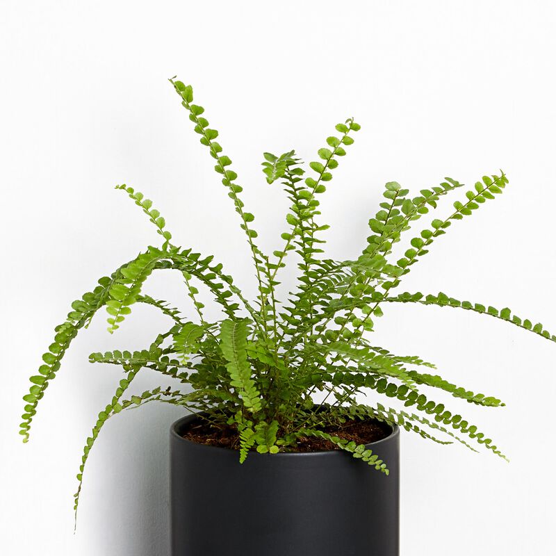 Button Fern image number null