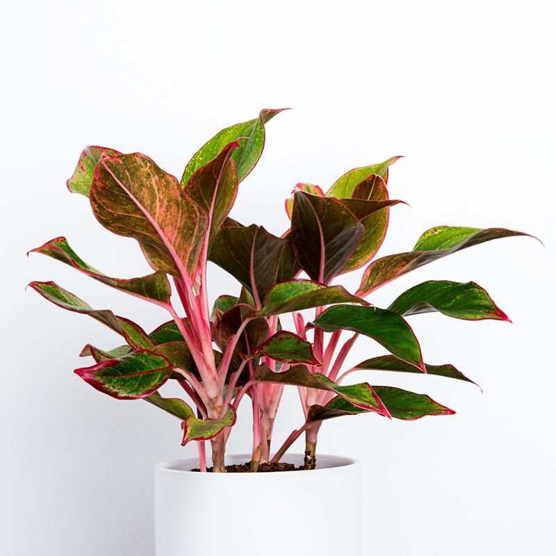 Red Chinese Evergreen Plant image number null