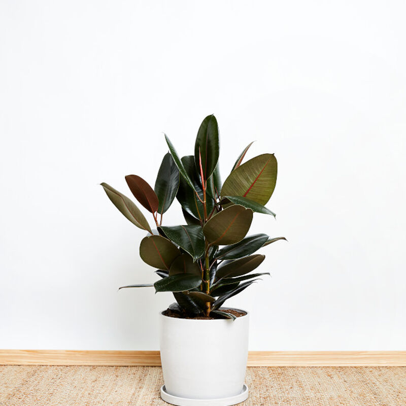 Rubber Plant image number null