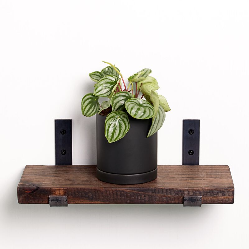 Watermelon Peperomia Plant image number null