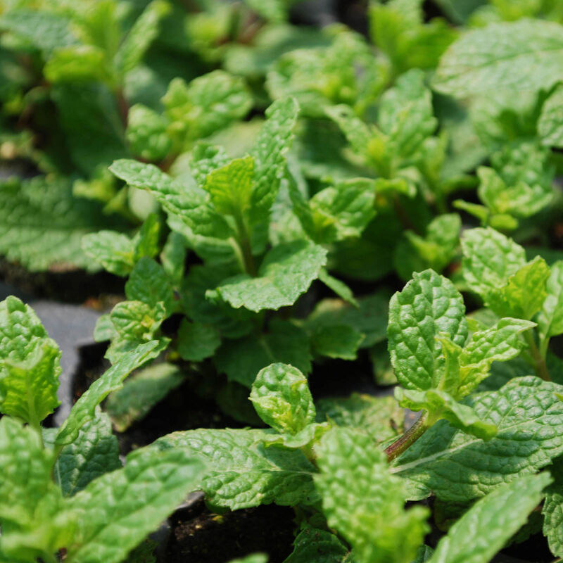 Bonnie Plants Sweet Mint 2pack image number null