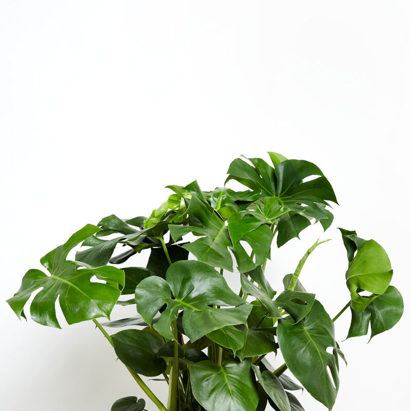 Monstera Deliciosa Plant image number null