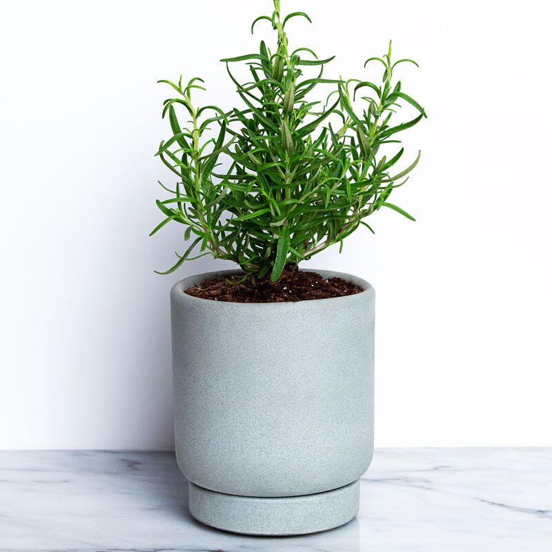Rosemary Plant image number null