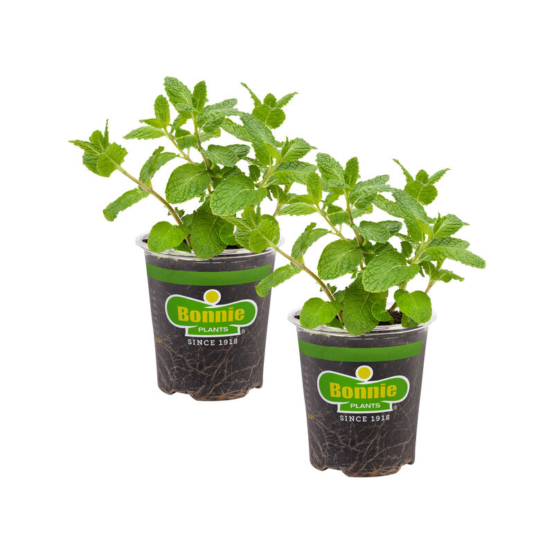 Bonnie Plants Sweet Mint 2pack image number null