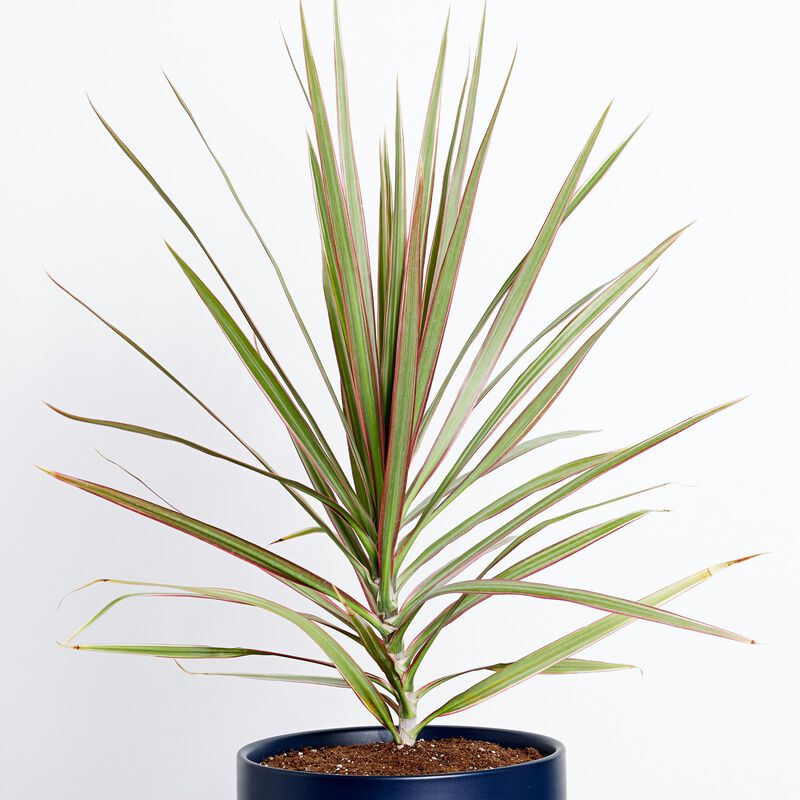 Dragon Tree Plant image number null