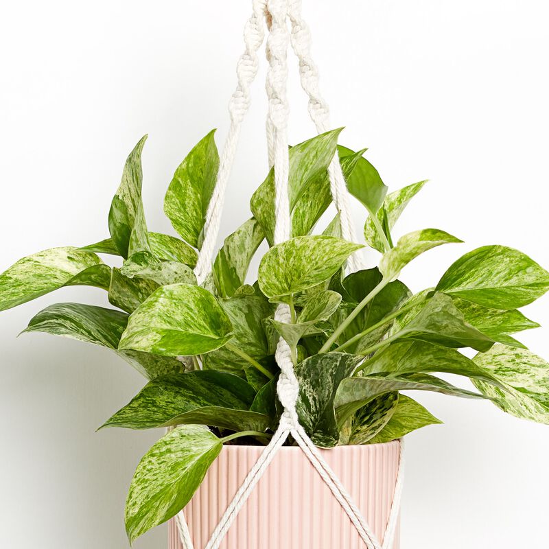 Marble Queen Pothos Plant image number null
