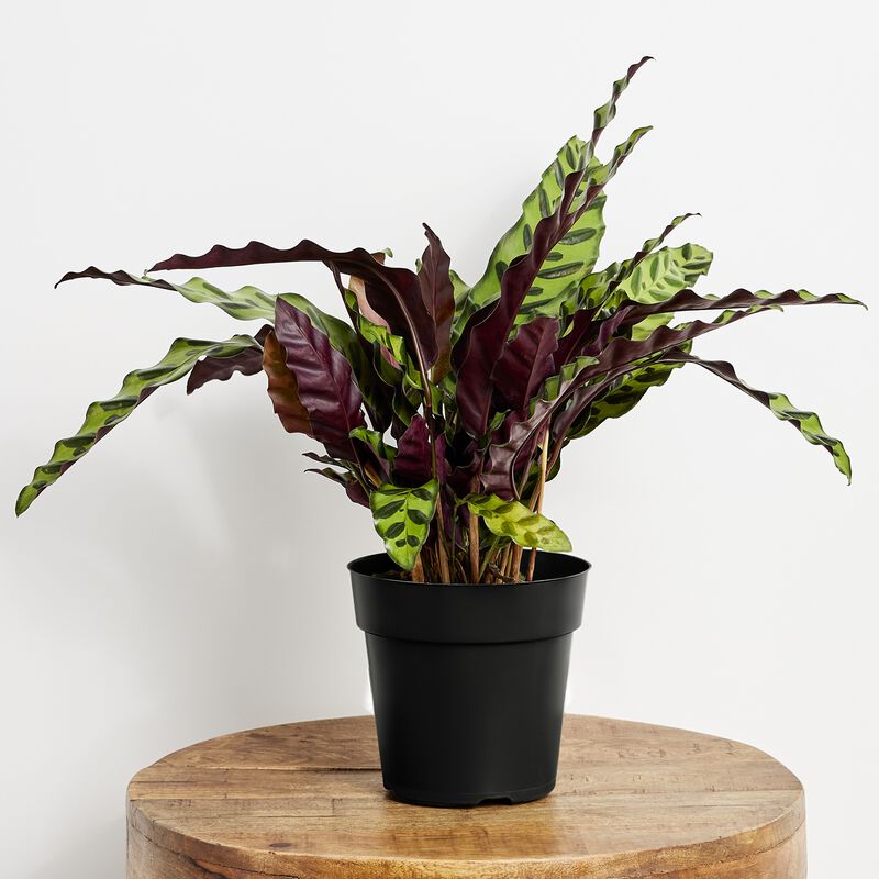 Calathea Plant 6" grower pot image number null