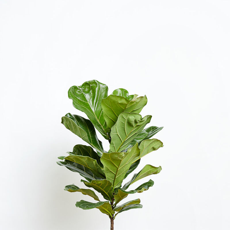 Fiddle Leaf Fig Plant image number null
