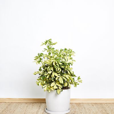 Schefflera Trinette Plant