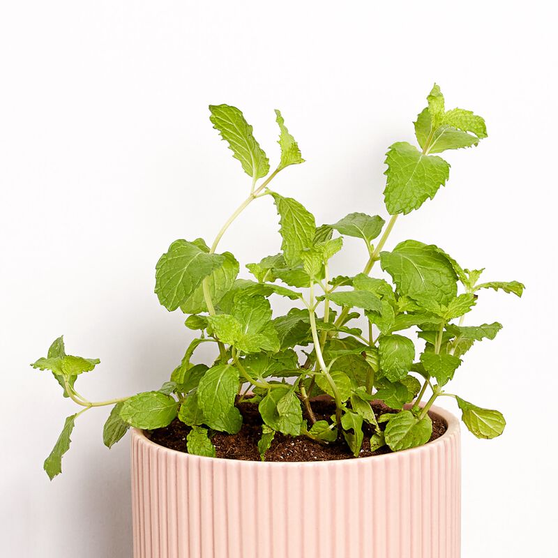 Mint Plant image number null
