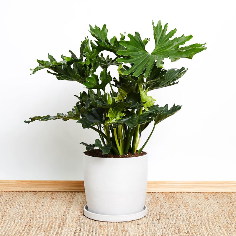 Philodendron Hope Plant image number null