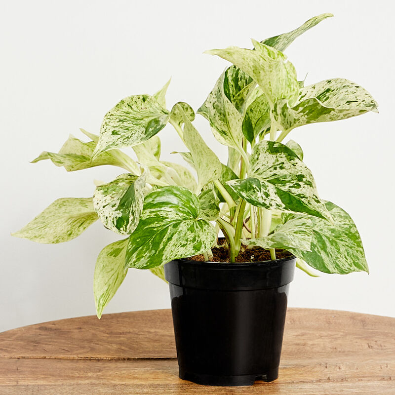 Marble Queen Pothos Plant (5" / Grower Pot) image number null