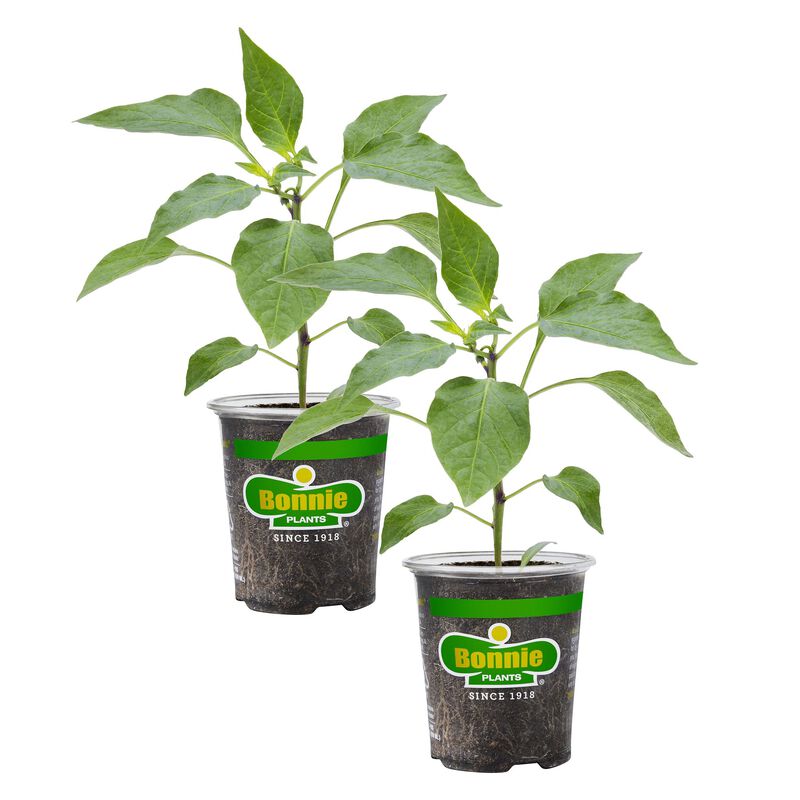 Bonnie Plants Jalapeno Hot Pepper 2pack image number null