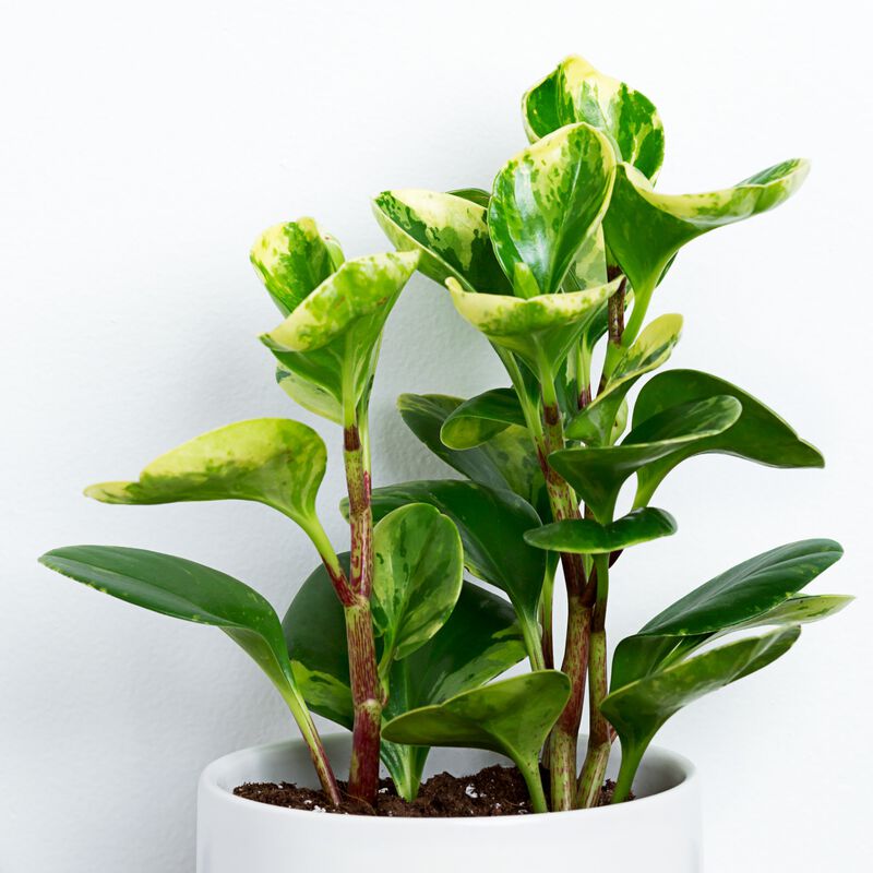 Variegated Peperomia Plant image number null