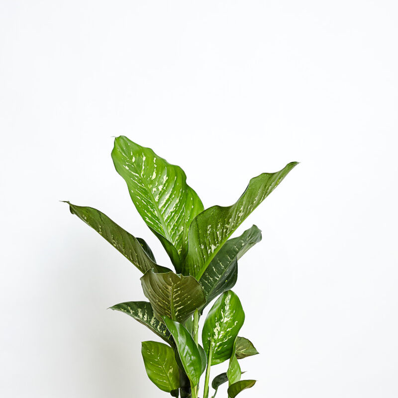 Dieffenbachia Plant image number null
