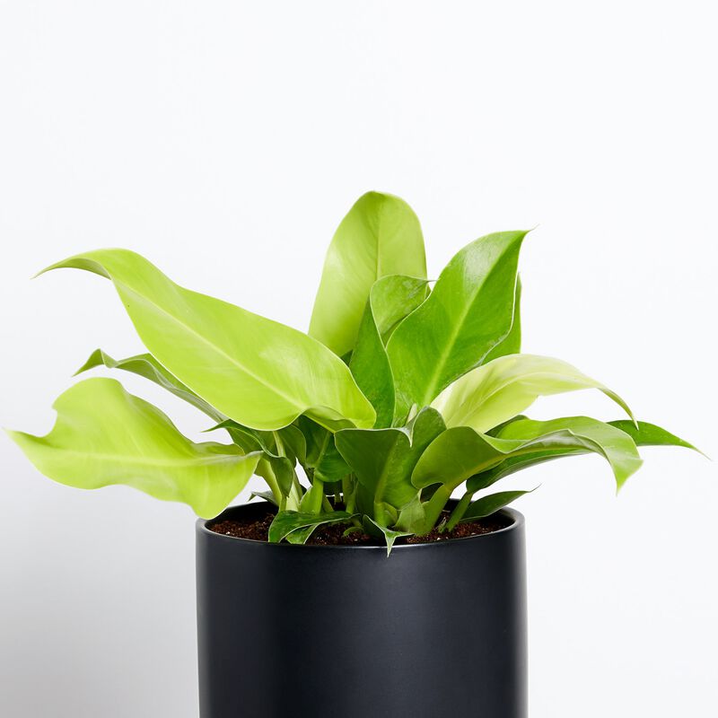 Moonlight Philodendron Plant image number null