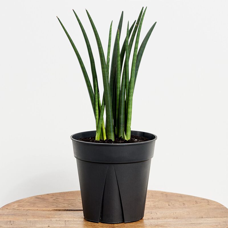 Round Tail Snake Plant 6" grower pot image number null