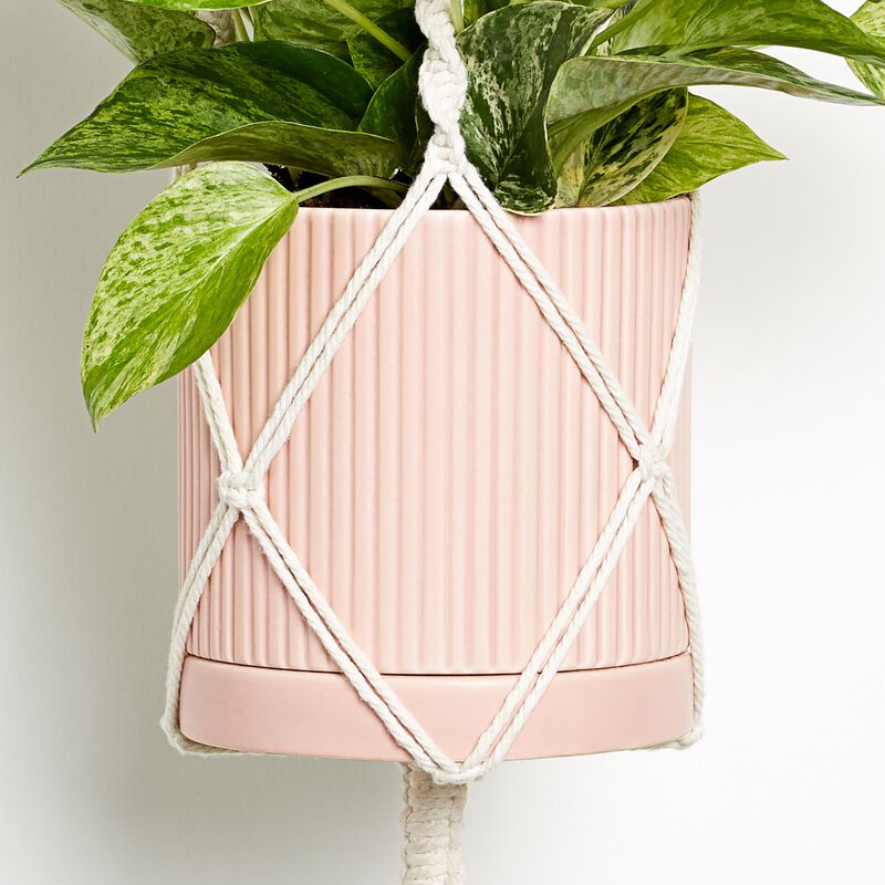 Marble Queen Pothos Plant image number null
