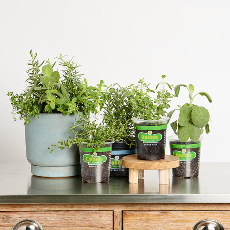 Martha Stewart Pungent Herbs 4-pack (thyme, oregano, rosemary, garden sage) image number null