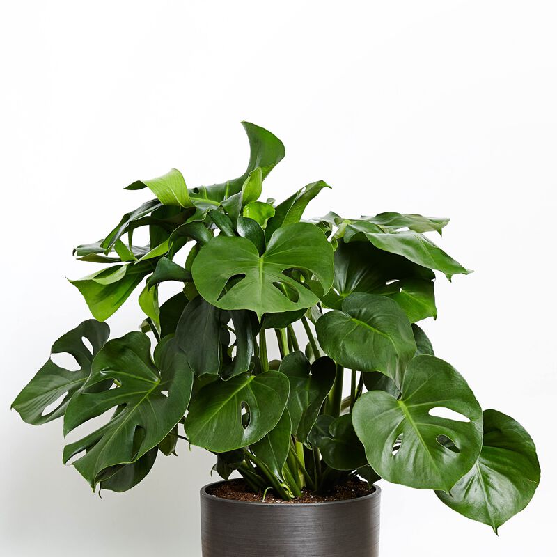 Monstera Deliciosa Plant image number null