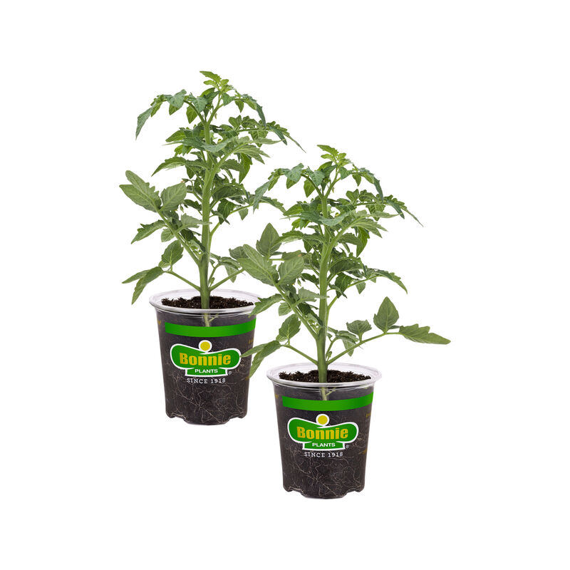 Bonnie Plants Better Boy Tomato 2pack image number null