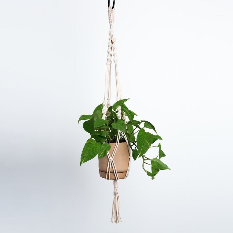 Pothos Plant image number null