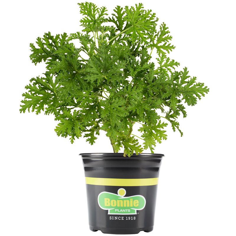 Bonnie Plants Citronella 1 gal image number null