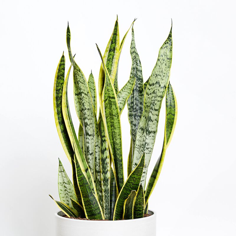 Snake Plant image number null