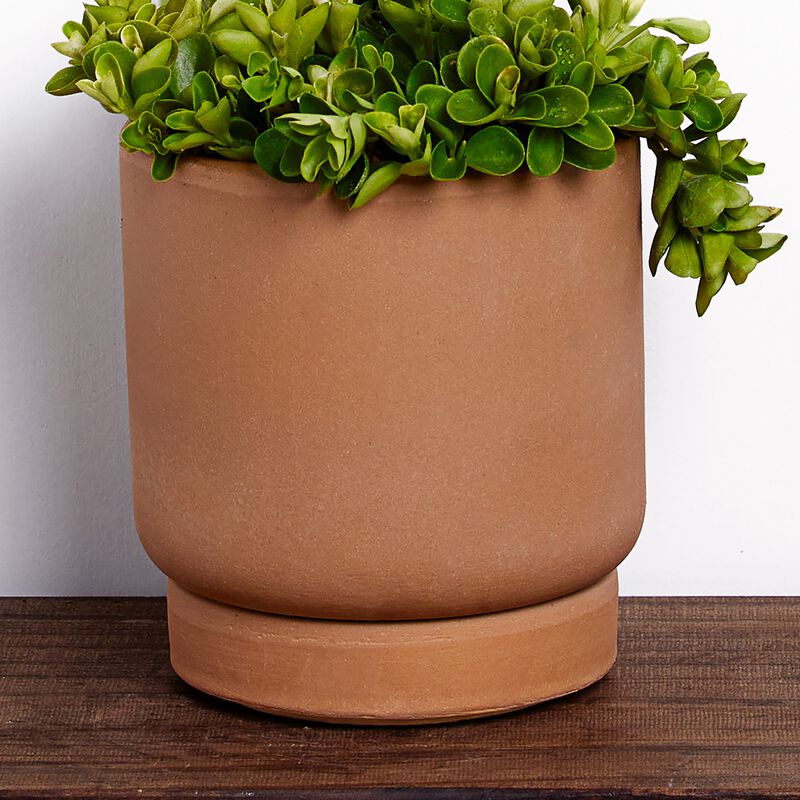 Trailing Jade Plant image number null