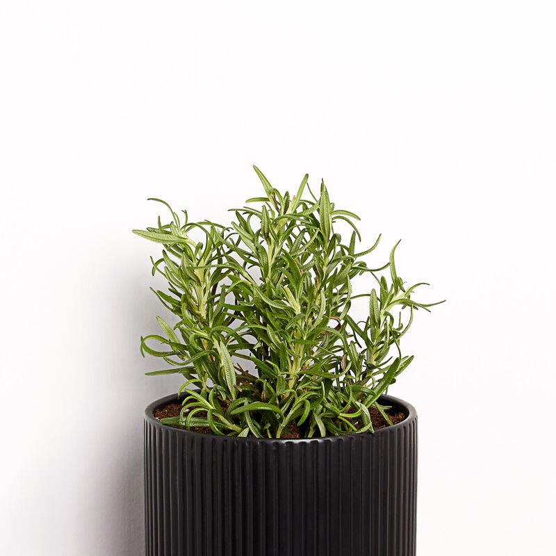 Rosemary Plant image number null