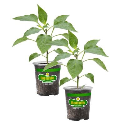 Bonnie Plants Jalapeno Hot Pepper 2pack
