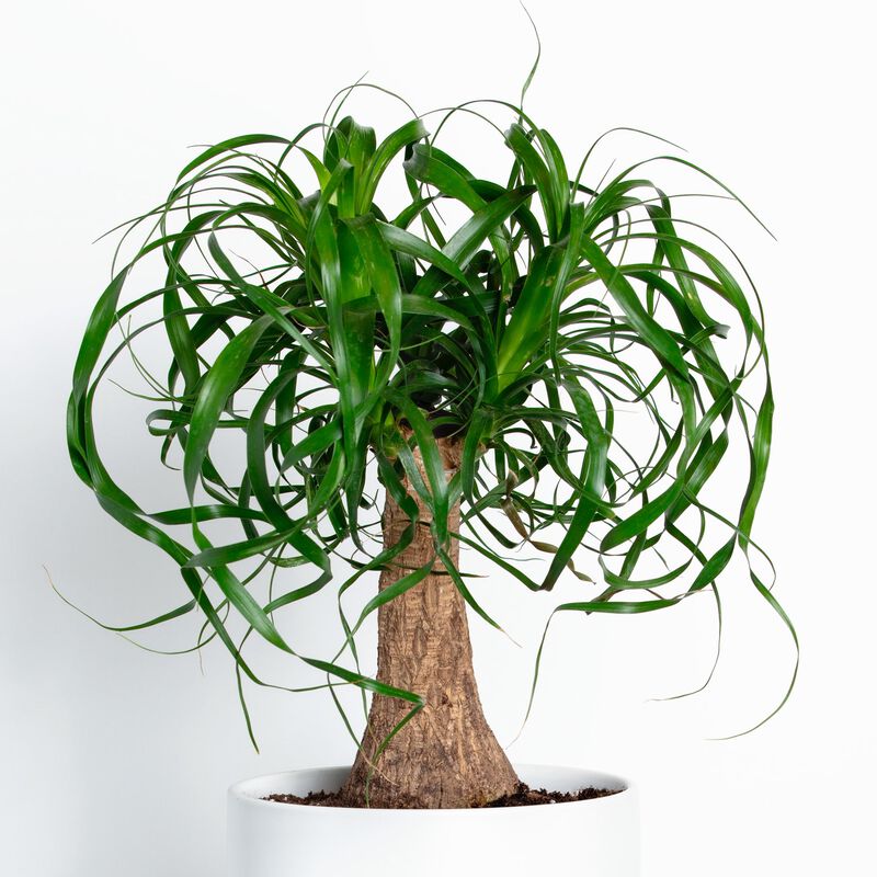 Ponytail Palm Plant image number null