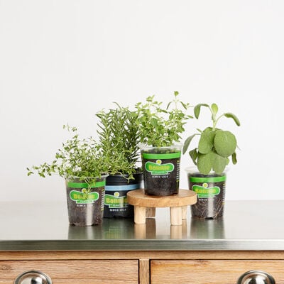 Martha Stewart Pungent Herbs 4-pack (thyme, oregano, rosemary, garden sage)