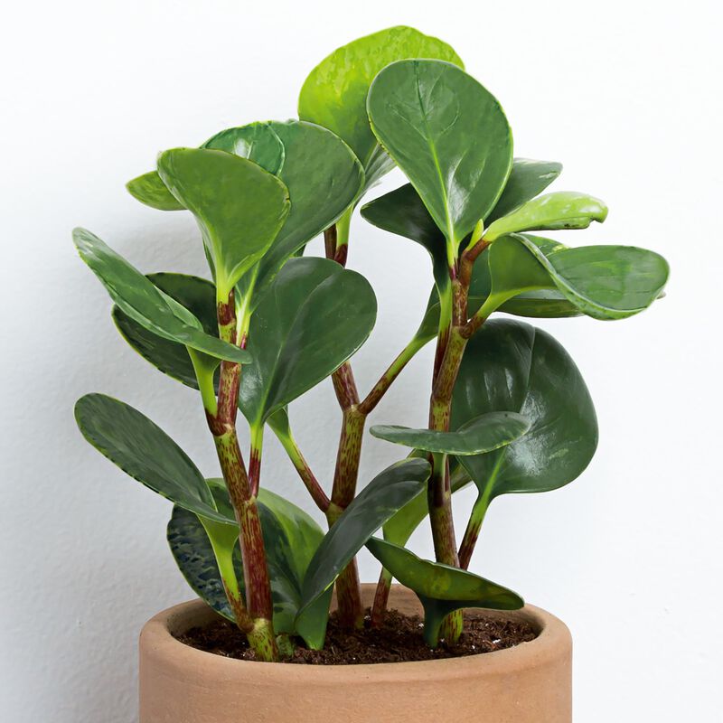 Green Peperomia Plant image number null