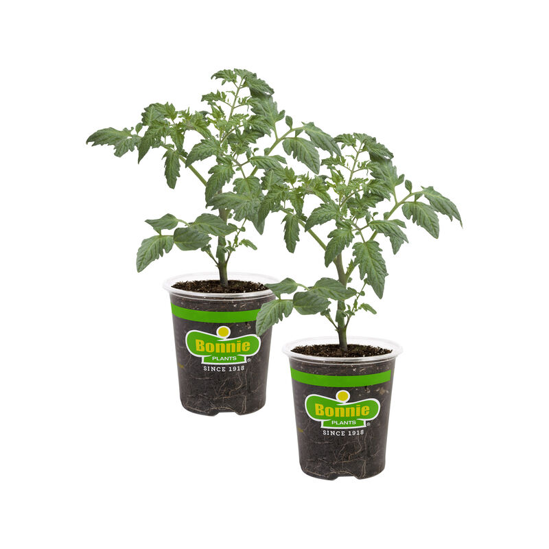 Bonnie Plants Husky Cherry Red Tomato 2pack image number null